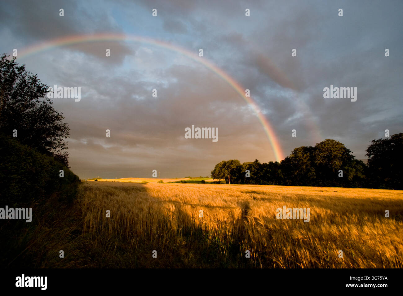 Luce della Sera e un doppio arcobaleno su un campo di orzo nei pressi della vecchia Rayne, Aberdeenshire, Scozia Foto Stock