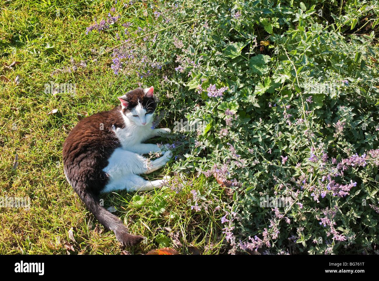 Bianco e nero cat scaldandosi accanto a nepeta o cat mint pianta in un giardino inglese Foto Stock