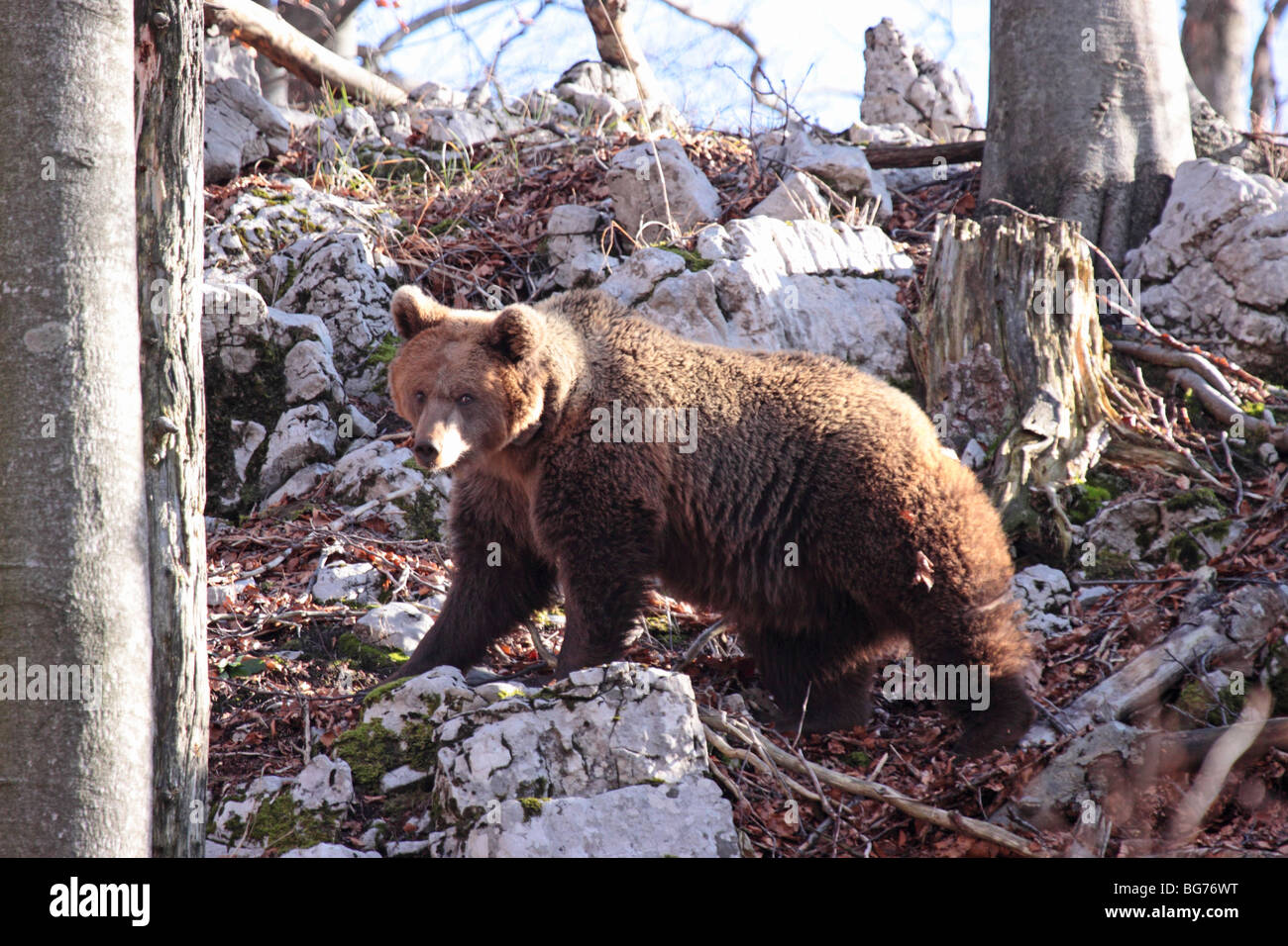 Europeo femminile orso bruno nelle montagne dinariche Foto Stock