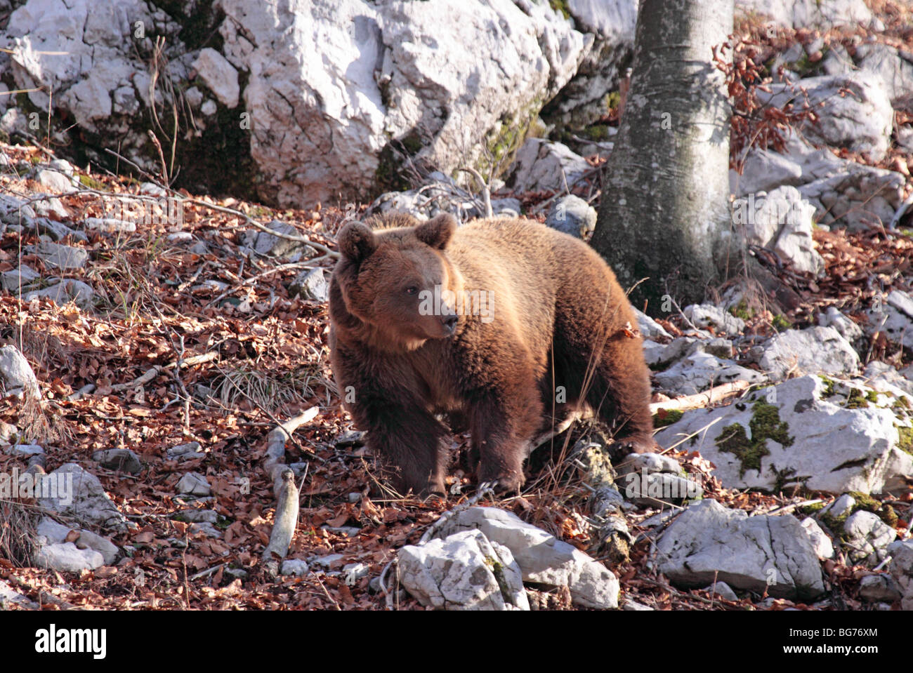 Europeo femminile orso bruno nelle montagne dinariche Foto Stock