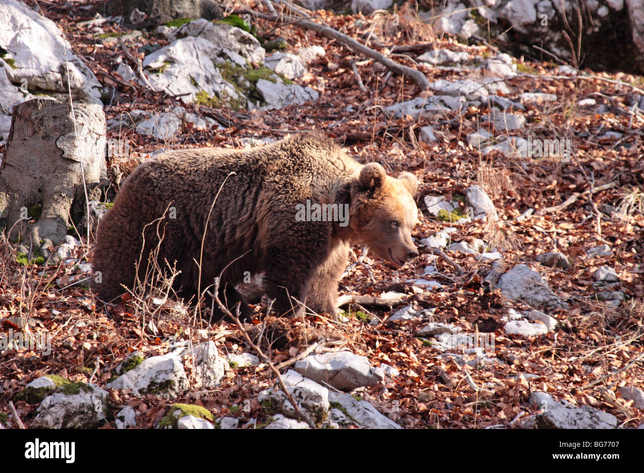 Europeo femminile orso bruno nelle montagne dinariche Foto Stock