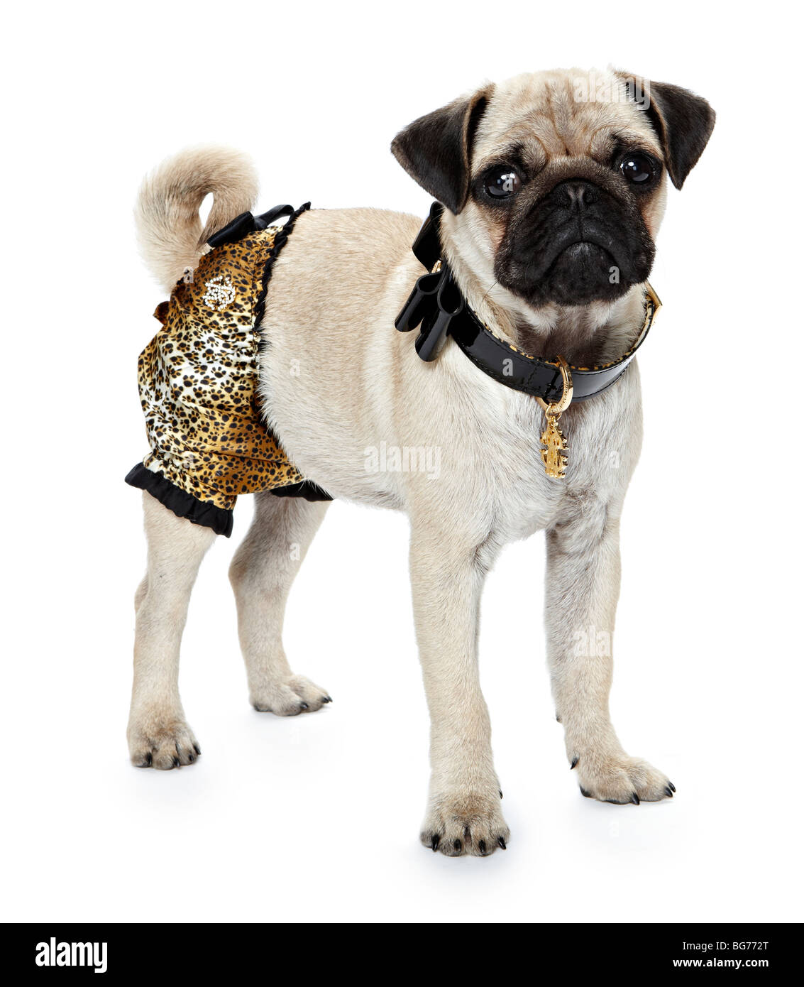 Pug dog vestito Foto Stock