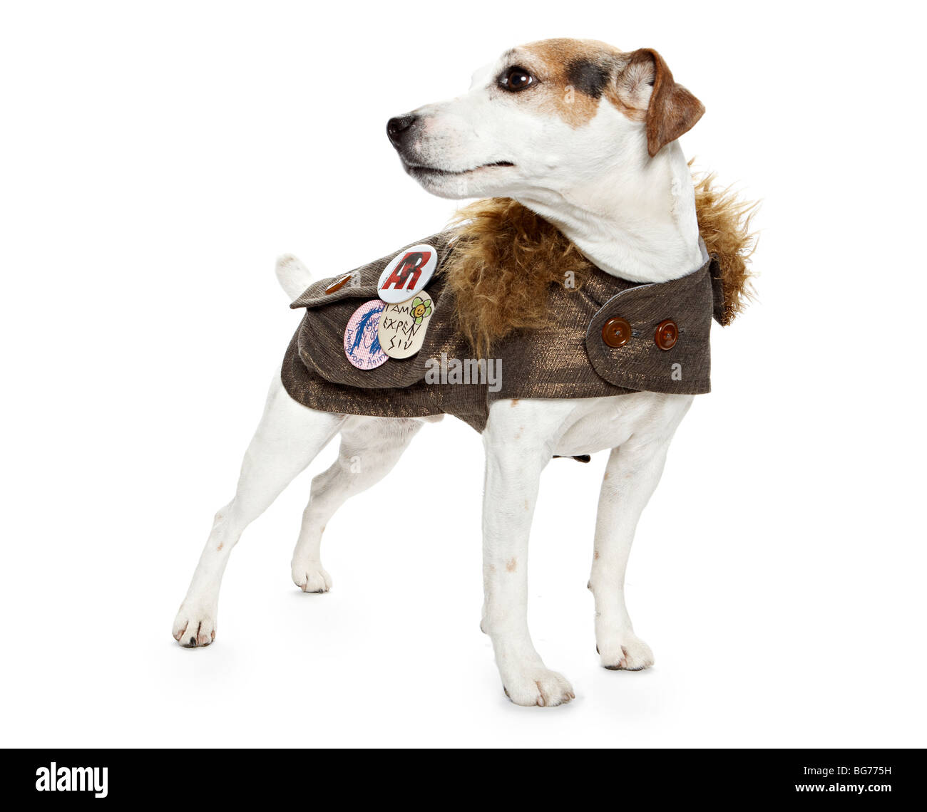 Jack Russell Terrier cane vestito Foto Stock