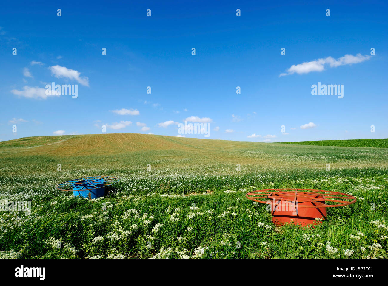 Israele Negev, tubi di irrigazione in un campo di erba medica Foto Stock