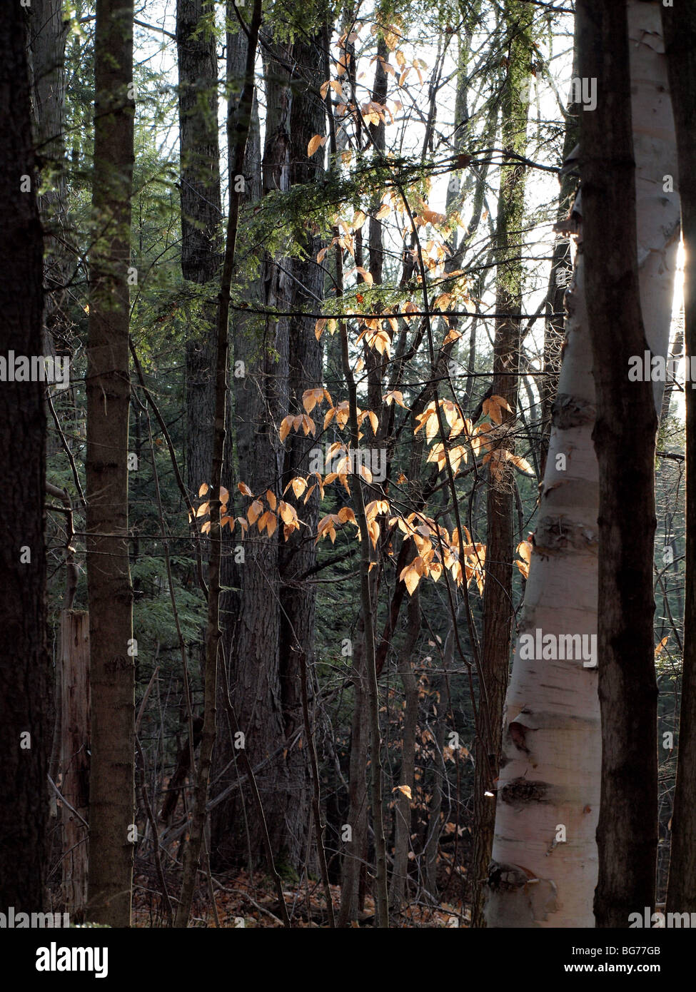 Scena di foresta in autunno la luce Foto Stock