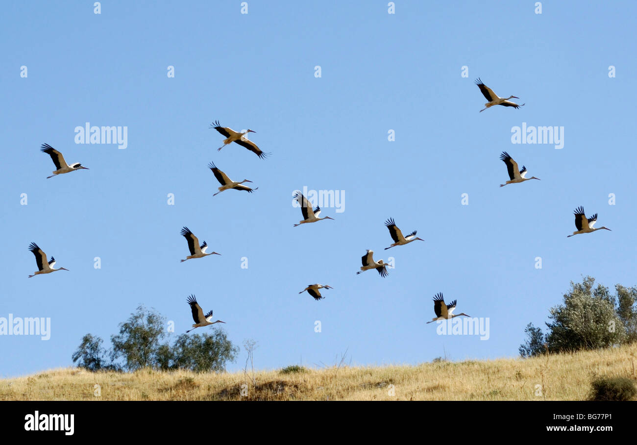 Israele Negev, un gregge di migrazione di cicogne volare su un campo coltivato. Gli uccelli sono un importante parassita per gli agricoltori Foto Stock