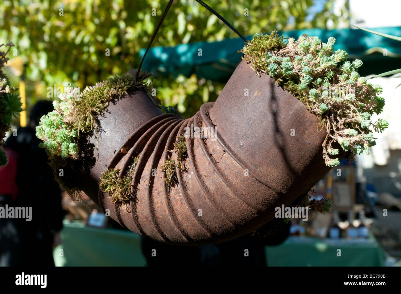 Piante in un contenitore di un vecchio camino tubo, Mercato di Montoulieu, Herault, Francia Foto Stock