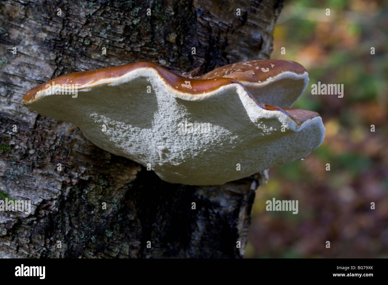 Staffa di betulla fungo, Piptoporus betulinus, su argento betulla, Dunkeld, Perthshire, Scotland, Regno Unito Foto Stock