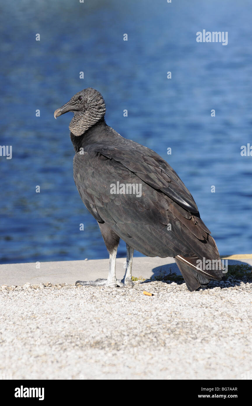 La Turchia vulture nel parco nazionale delle Everglades della Florida, Stati Uniti d'America Foto Stock