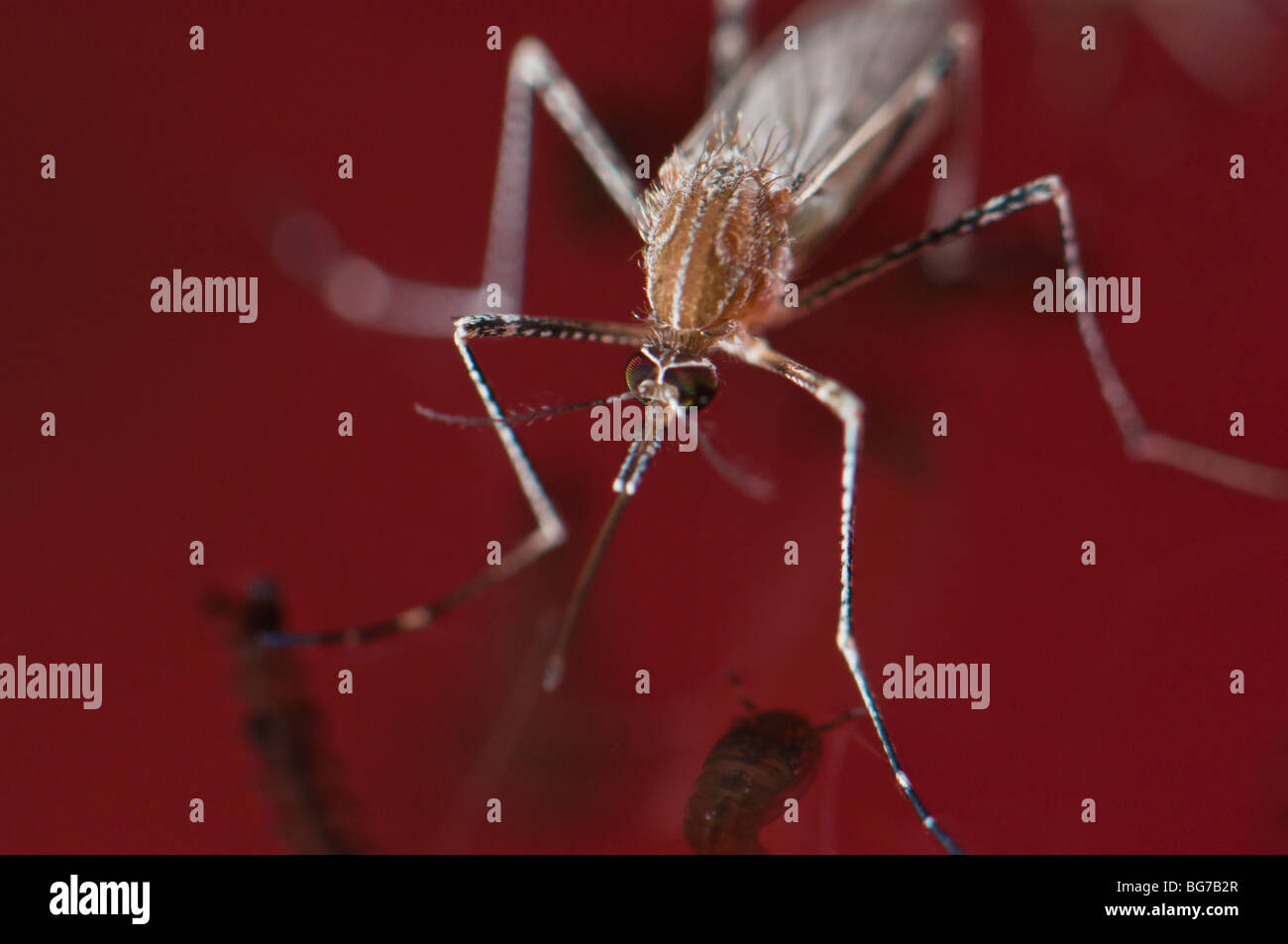 Appena emersa dalla pupa femmina neonato culiseta longiareolata mosquito galleggianti in acqua prima di iniziare a volare, abbondanti le larve e le pupe ancora a sinistra in acqua Foto Stock