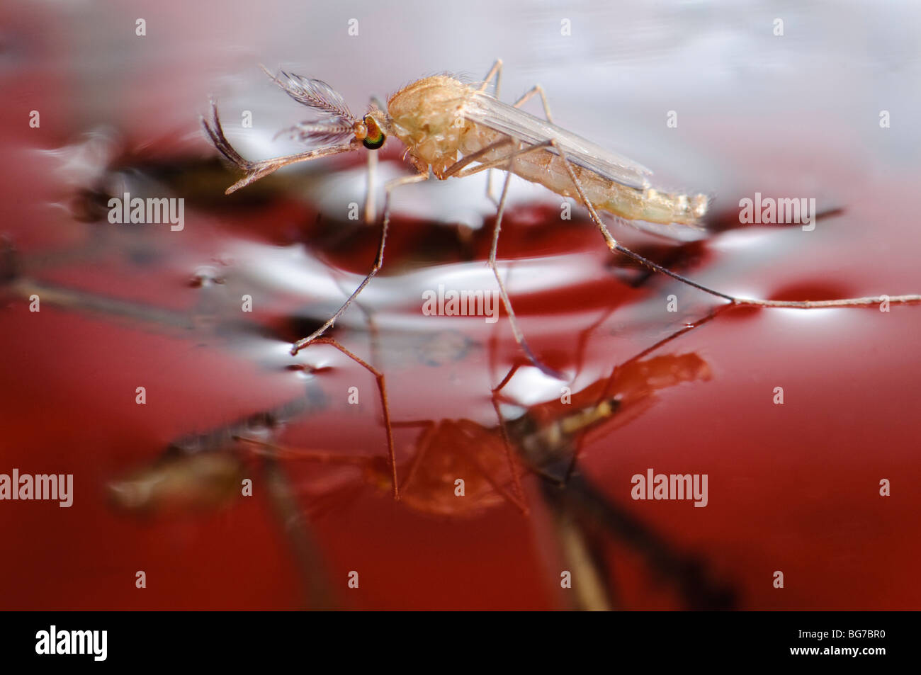 Appena emersa dalla pupa neonato maschio di Culex pipiens mosquito galleggianti in acqua prima di iniziare a volare, abbondanti le larve e le pupe ancora a sinistra in acqua Foto Stock