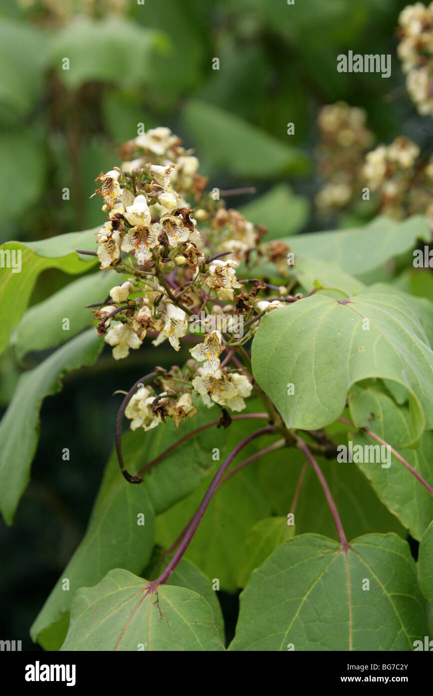 /"GIALLO/" trombe albero pianta Catalpa Ovata//cinese