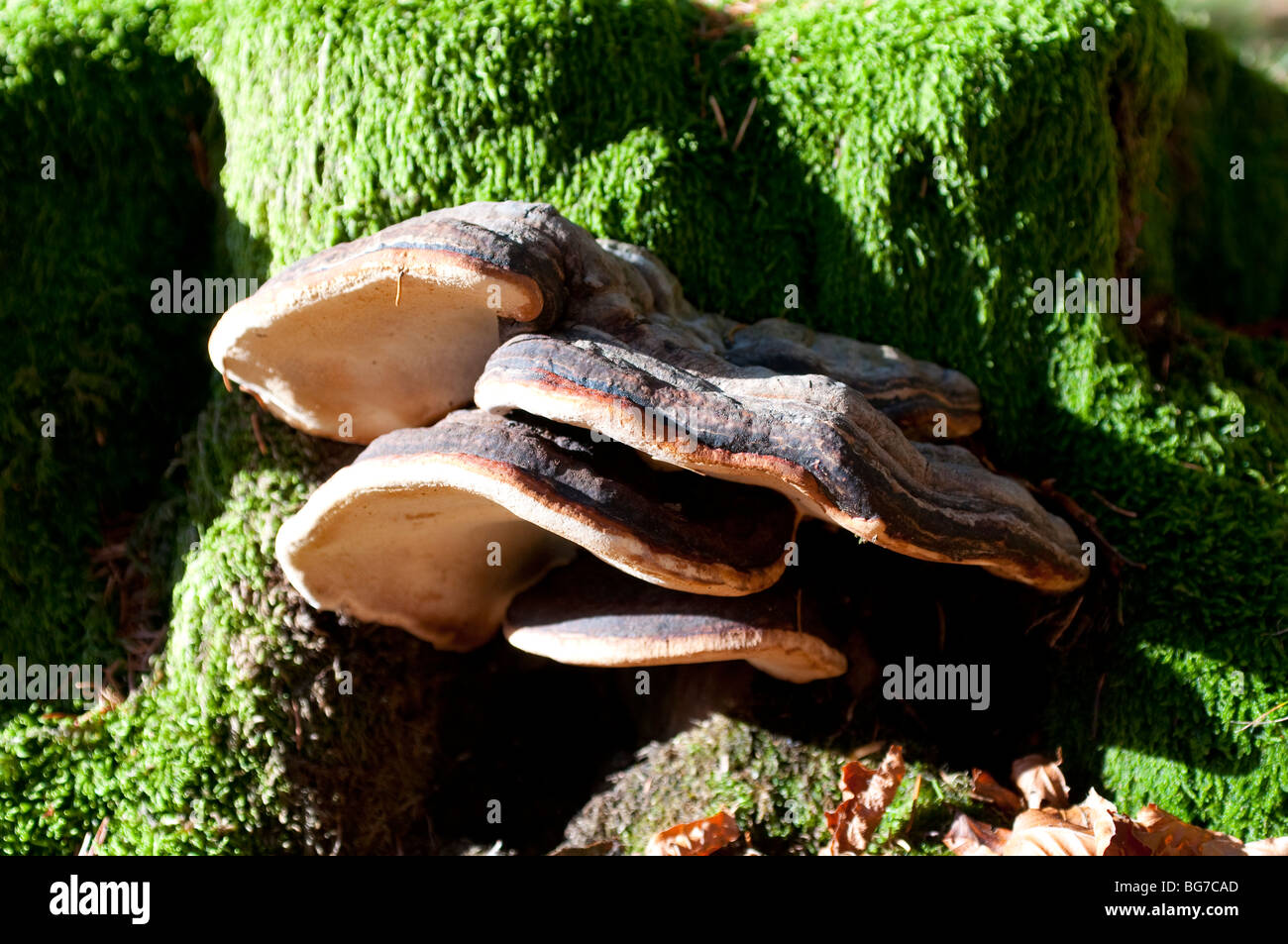 Testa a fungo di legno che cresce su un ceppo di albero, Cevennes, Francia Foto Stock