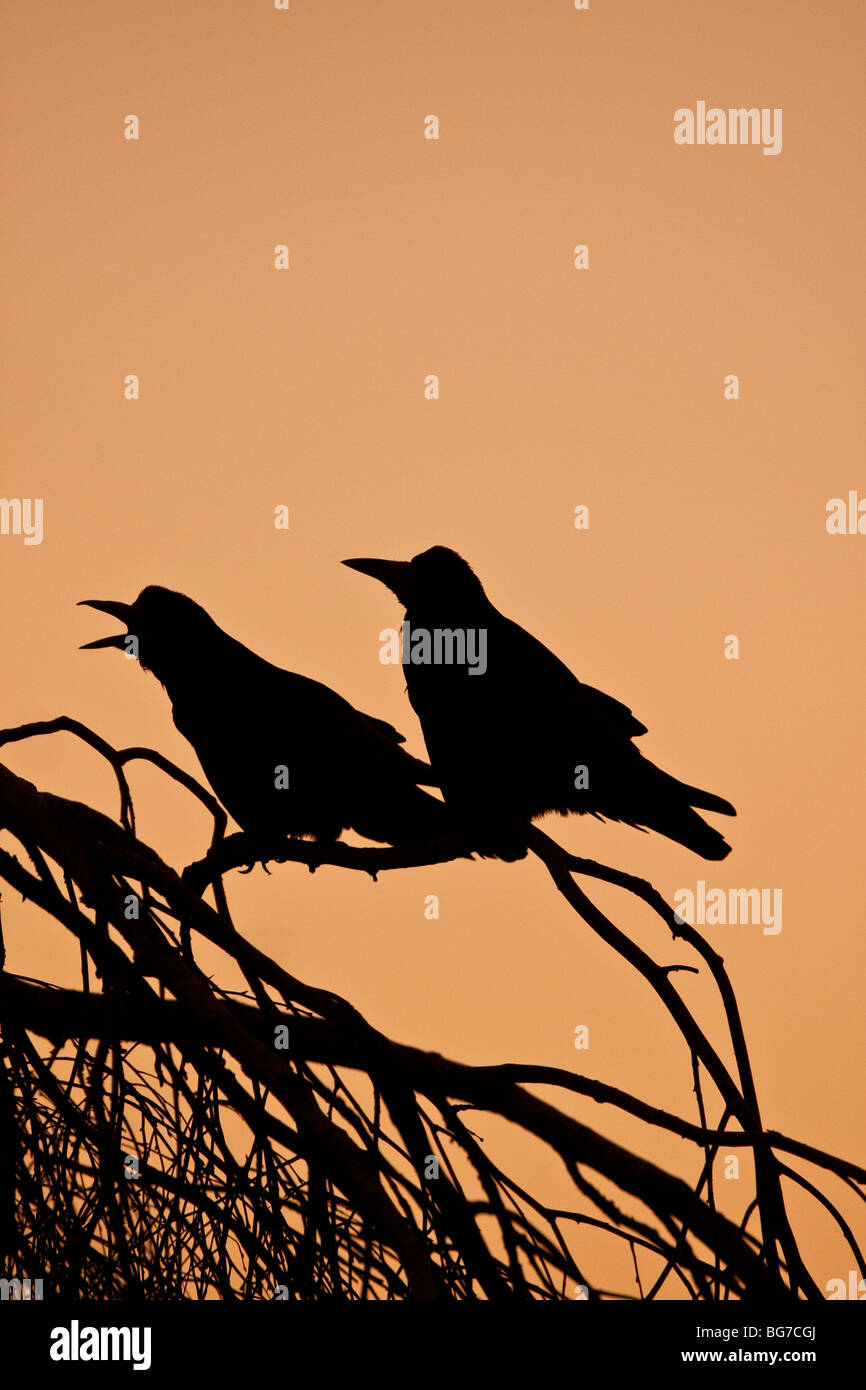 Due corvi appollaiato in un albero al tramonto, England Regno Unito Foto Stock
