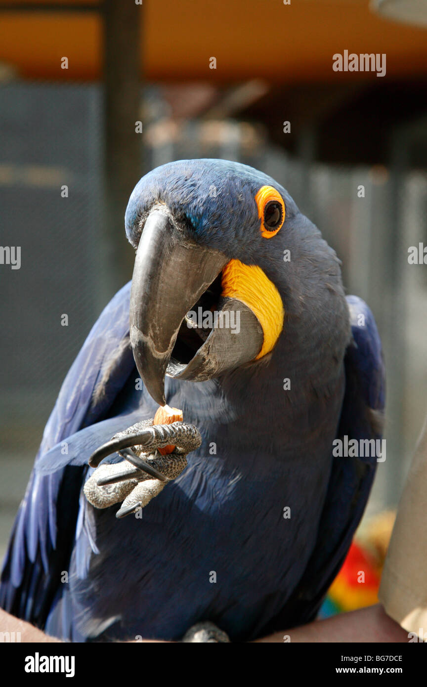 Close-up immagine di un Hyacinthine Macaw mangiando un dado a Cougar Mountain Zoo Foto Stock