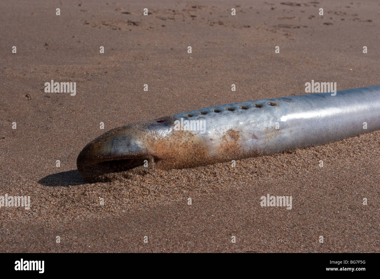 Lampreda di mare, Petromyzon marinus, lavato fino a Montrose Bay, Scozia Foto Stock