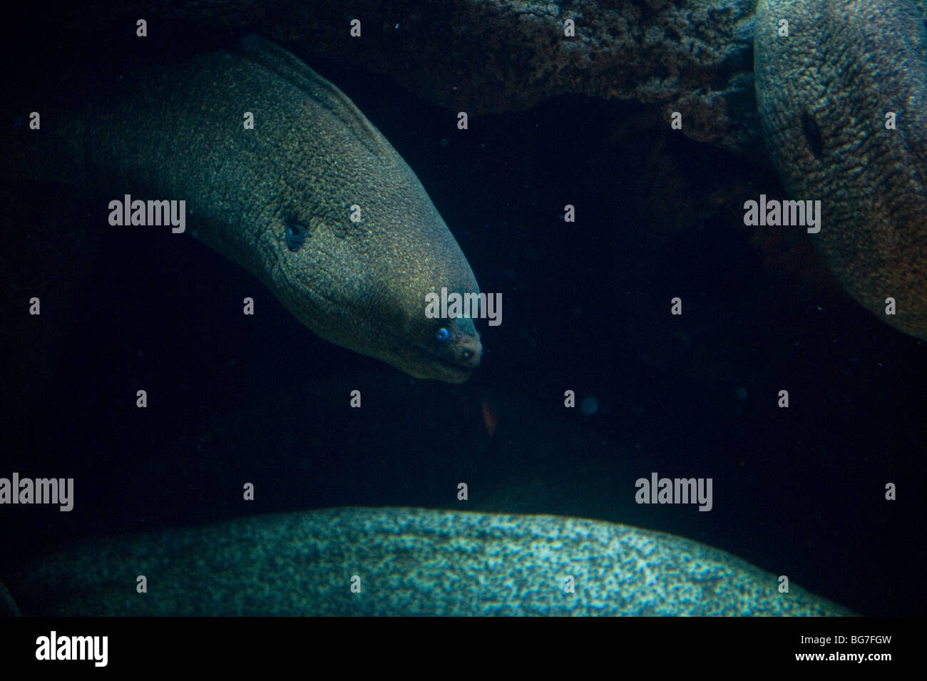 Foto scattata al Sand Diego Zoo Foto Stock