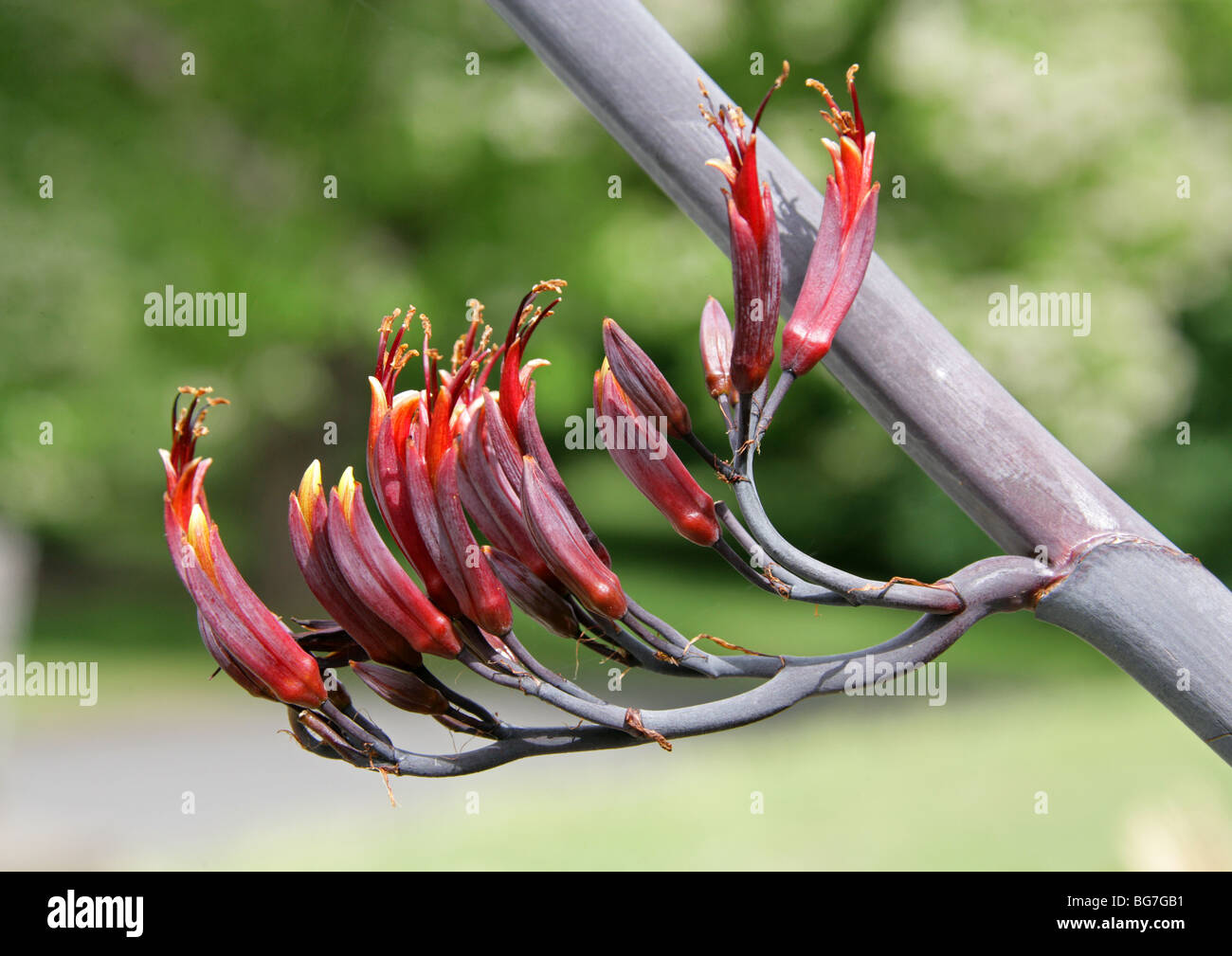 Nuova Zelanda il lino, Phormium tenax, Hemerocallidaceae, agavaceae. Foto Stock