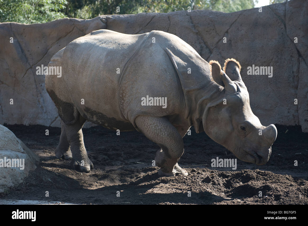 Foto di un rhino presi al Sand Diego Zoo Foto Stock