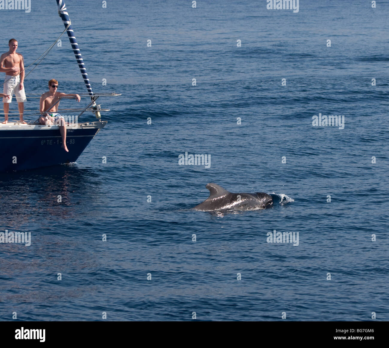 A breve alettato di Balene Pilota, Globicephala macrorhynchus, nuoto di Tenerife, Isole Canarie Foto Stock