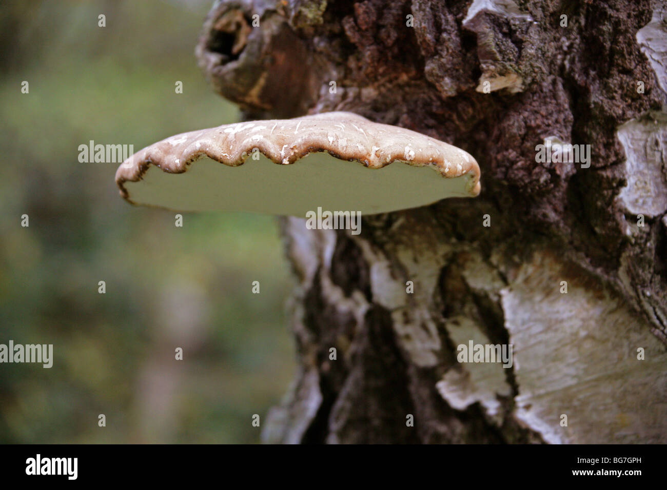 Birch Polypore o Razorstrop fungo, Piptoporus betulinus, Fomitopsidaceae. Foto Stock