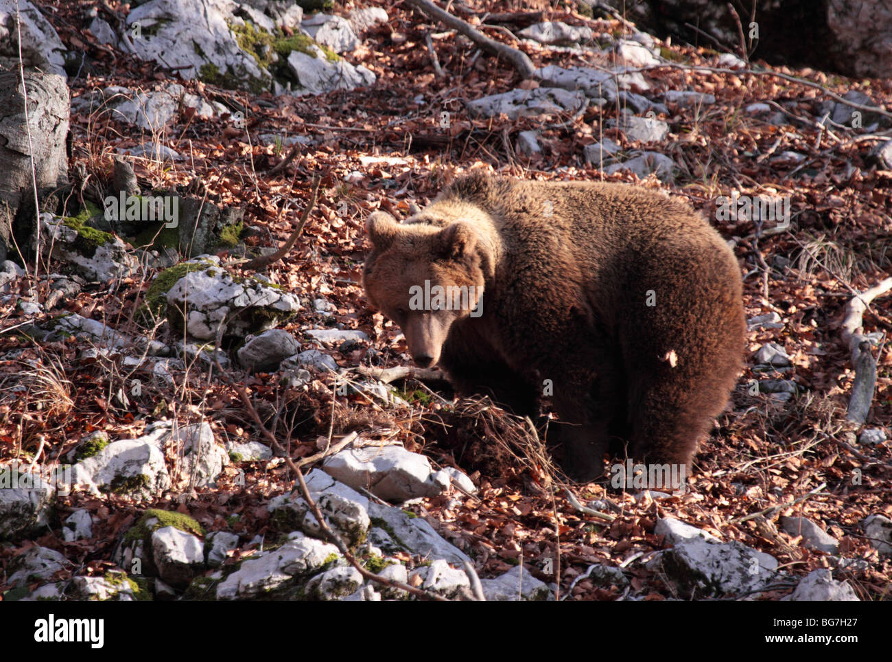Europeo femminile orso bruno nelle montagne dinariche Foto Stock
