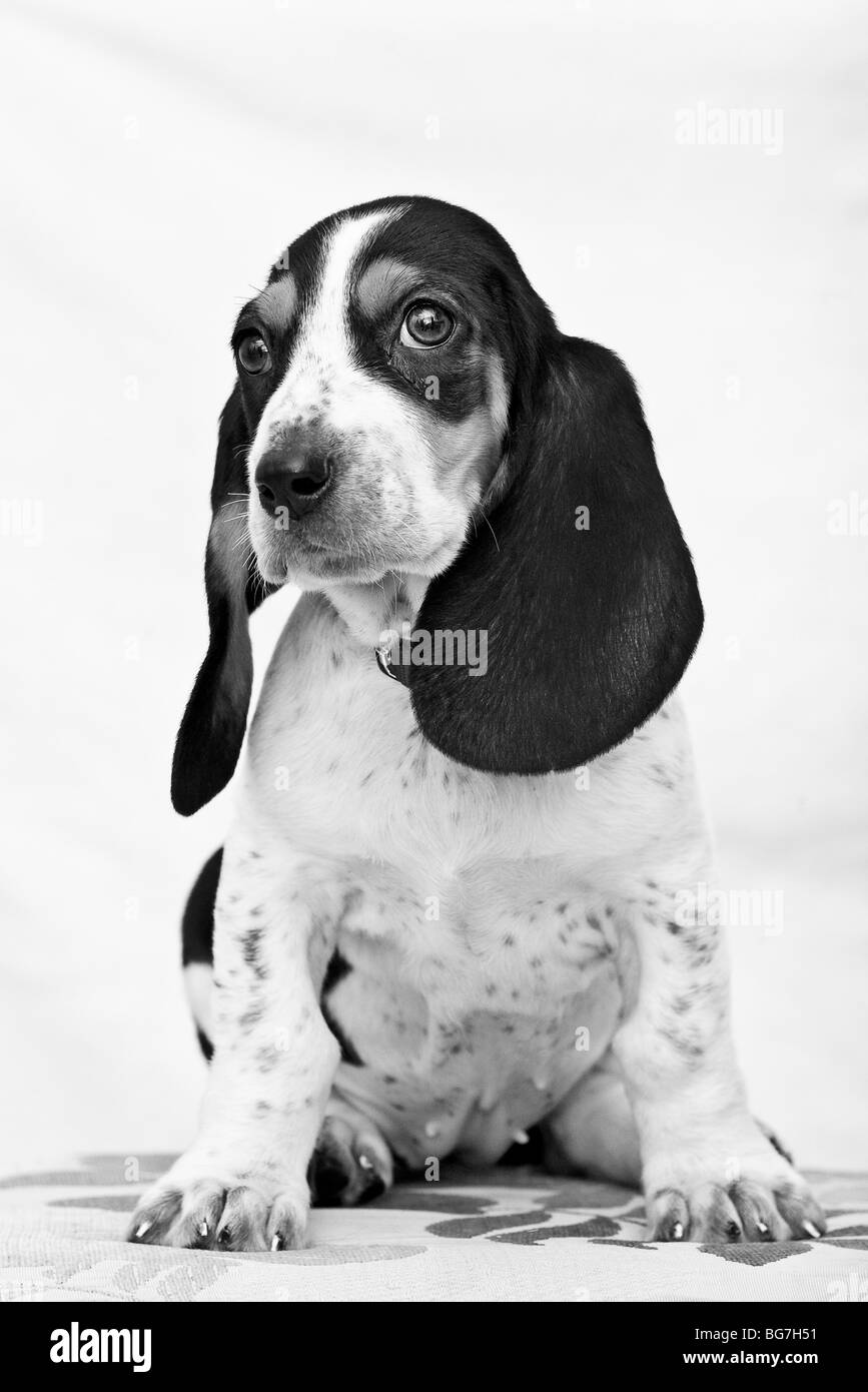 Basset Hound cucciolo di cane Foto Stock