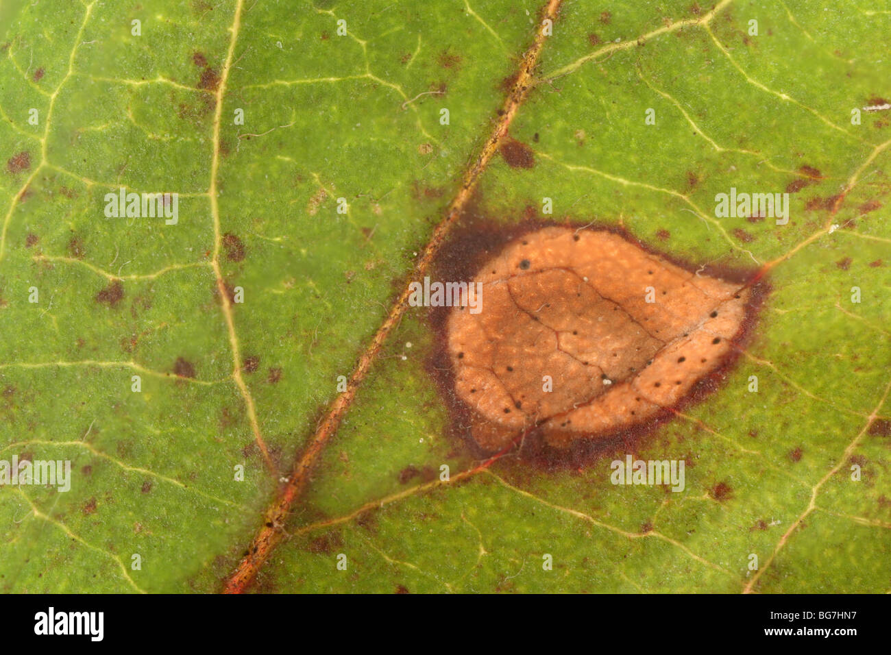 Frog-eye spot in foglia su una foglia crabapple Foto Stock