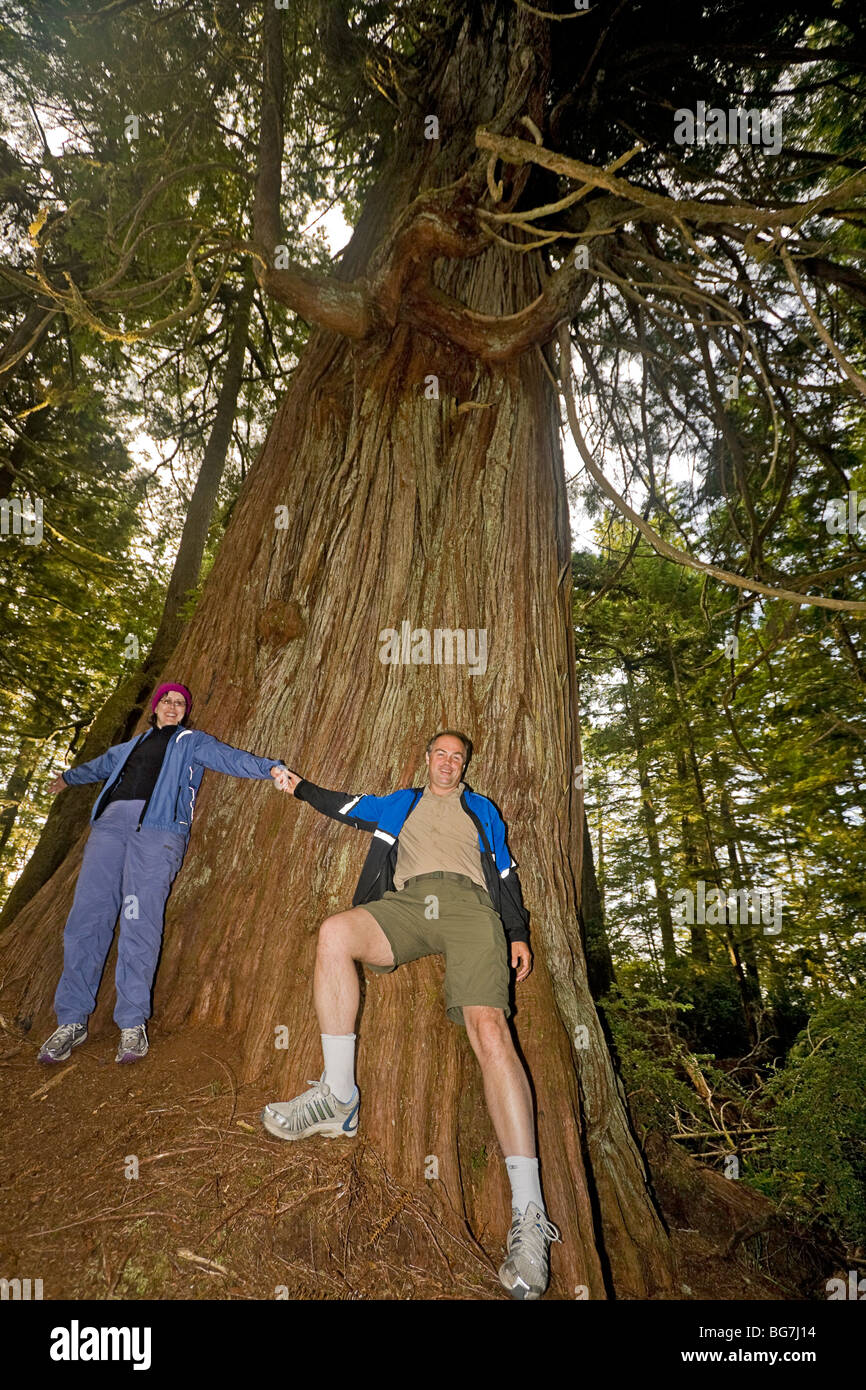 Camper misurare se stessi contro un cedro rosso dell'Ovest (Thuja plicata), la seconda più grande albero del gruppo Broken Islands, Canada Foto Stock