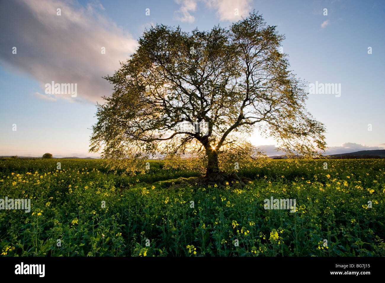 Lone Tree in semi oleosi di colza (canola) campo Foto Stock