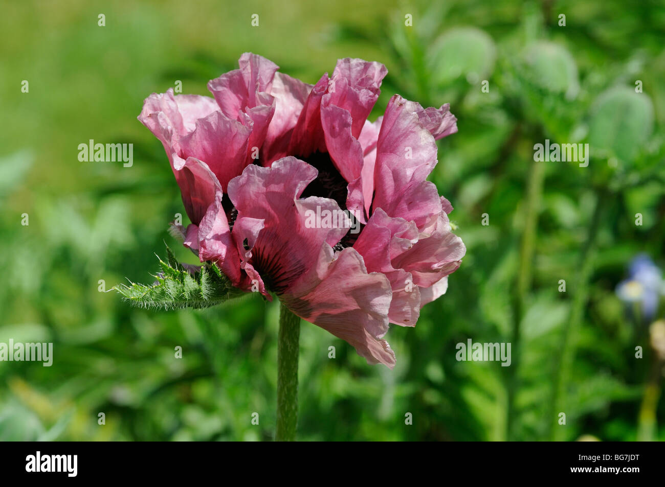 Peony poppies immagini e fotografie stock ad alta risoluzione - Alamy
