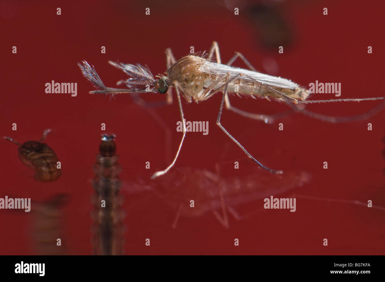 Appena emersa dalla pupa neonato maschio di Culex pipiens mosquito galleggianti in acqua prima di iniziare a volare, abbondanti le larve e le pupe ancora a sinistra in acqua Foto Stock