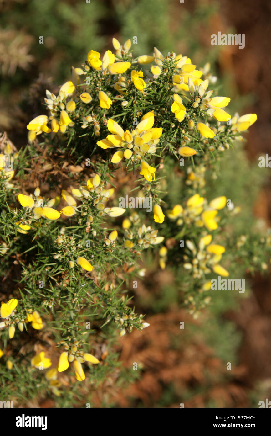 Gorse comune, Furze o Whin, Ulex Europaeus, Fabaceae. Il miele di aka di bottiglie o Hoth. Foto Stock