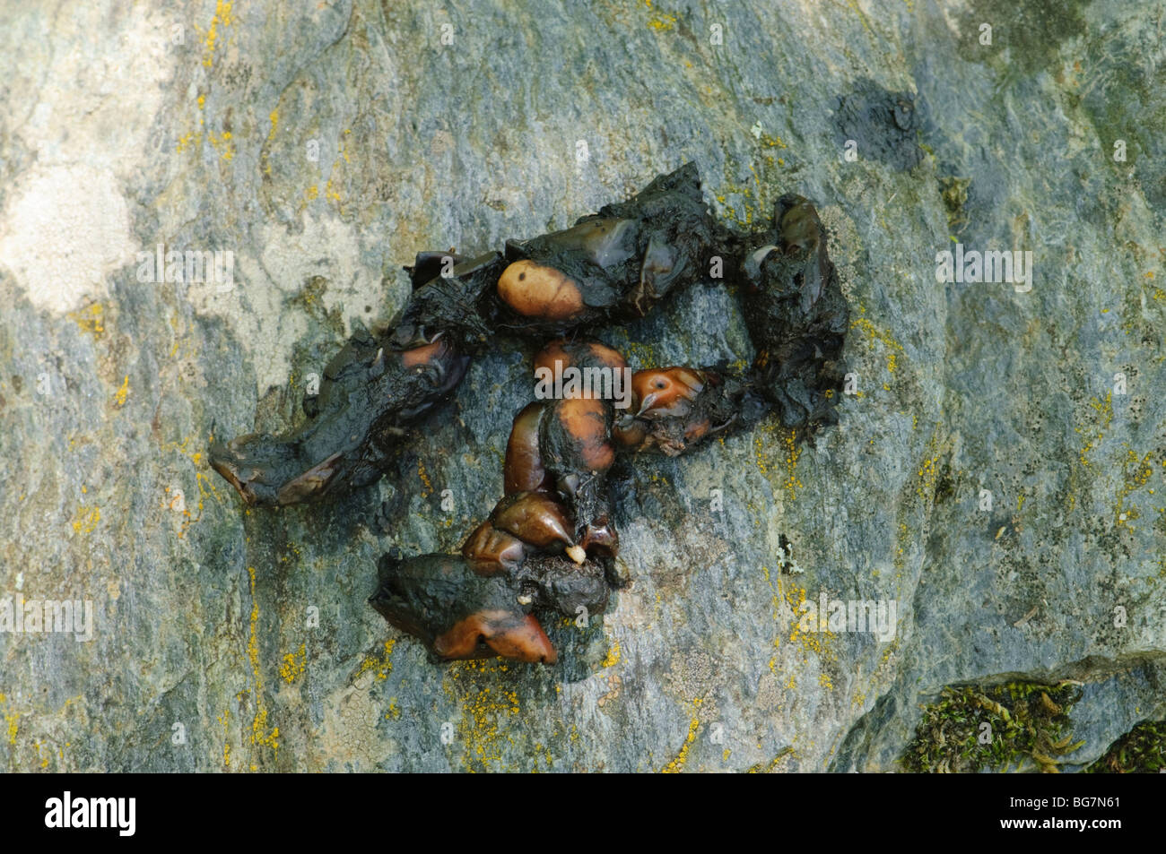 Volpe Vulpes Vulpes Feci Collocato Sopra Una Pietra Che Mostra Resti Di Cibo Foto Stock Alamy