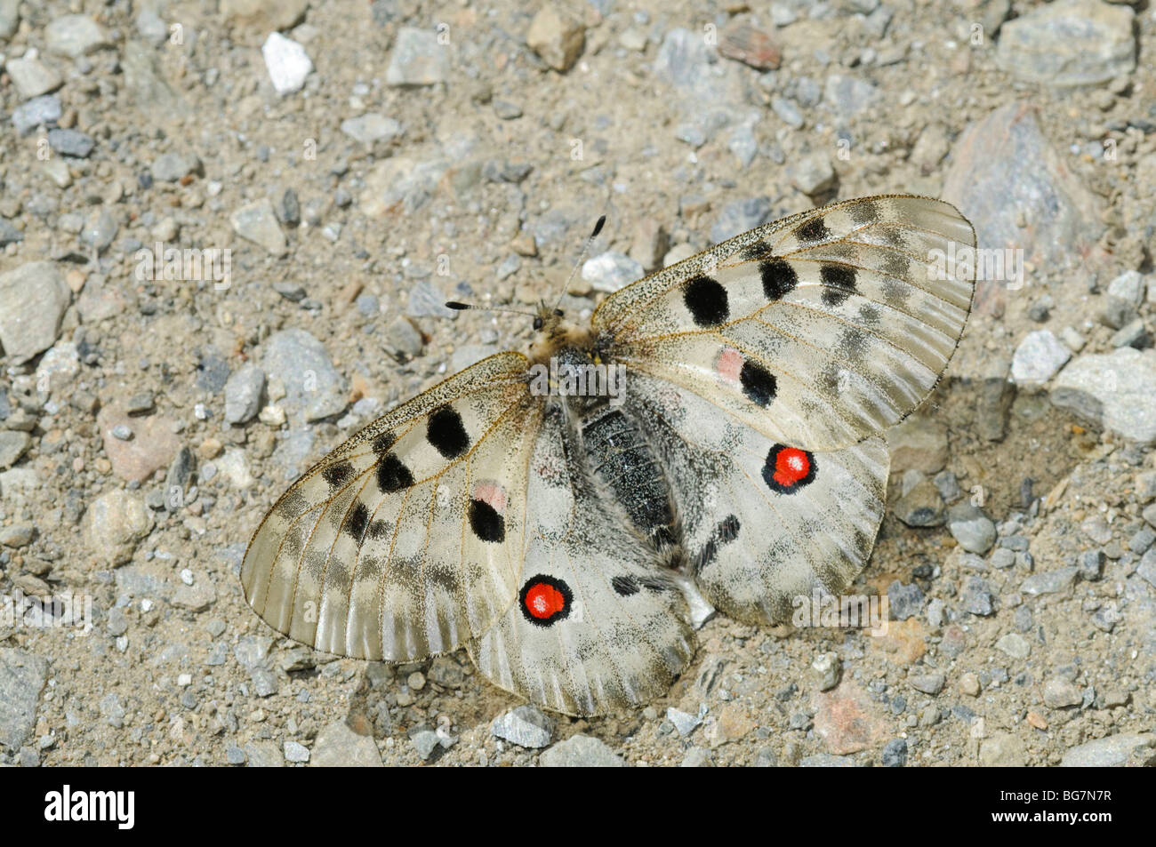 Parnassius apollo è una grande farfalla che in Europa meridionale si trova solo in climi più freddi essendo un età di ghiaccio relitto Foto Stock