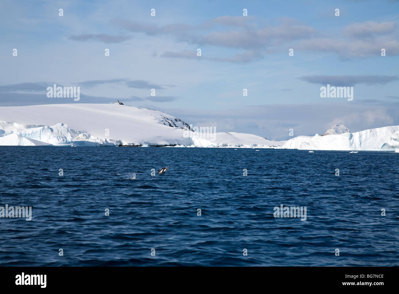 I pinguini Gentoo porpoising off Pleneau Island, Antartide Foto Stock