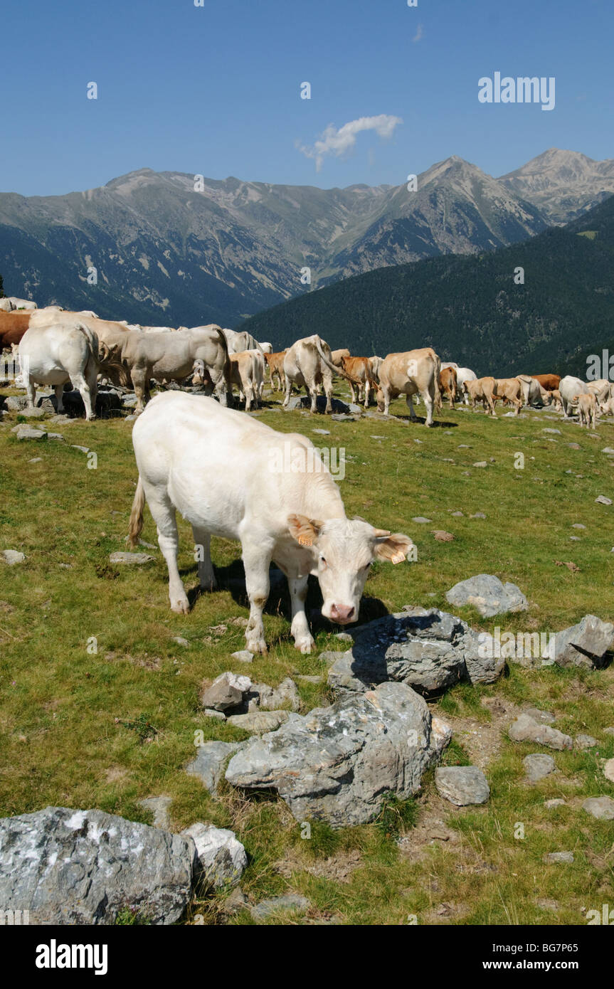 Le mucche nei pascoli alti dei Pirenei gamma con Gra de Fajol mountain in background, Spagna Foto Stock