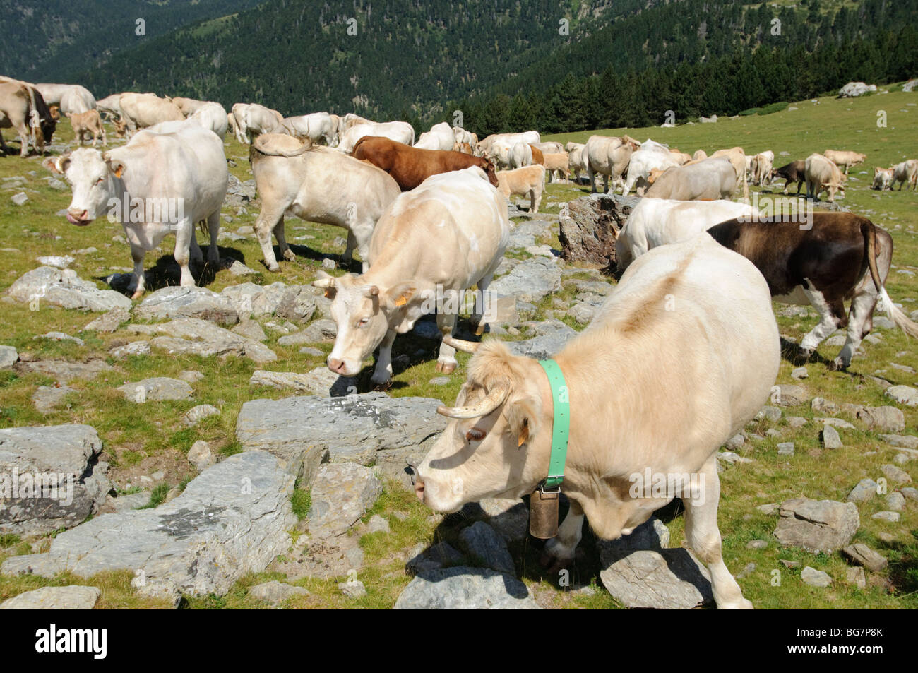 Le vacche viene offerto il comune sale da tavola in estate nei pascoli alti della gamma dei Pirenei, Spagna Foto Stock
