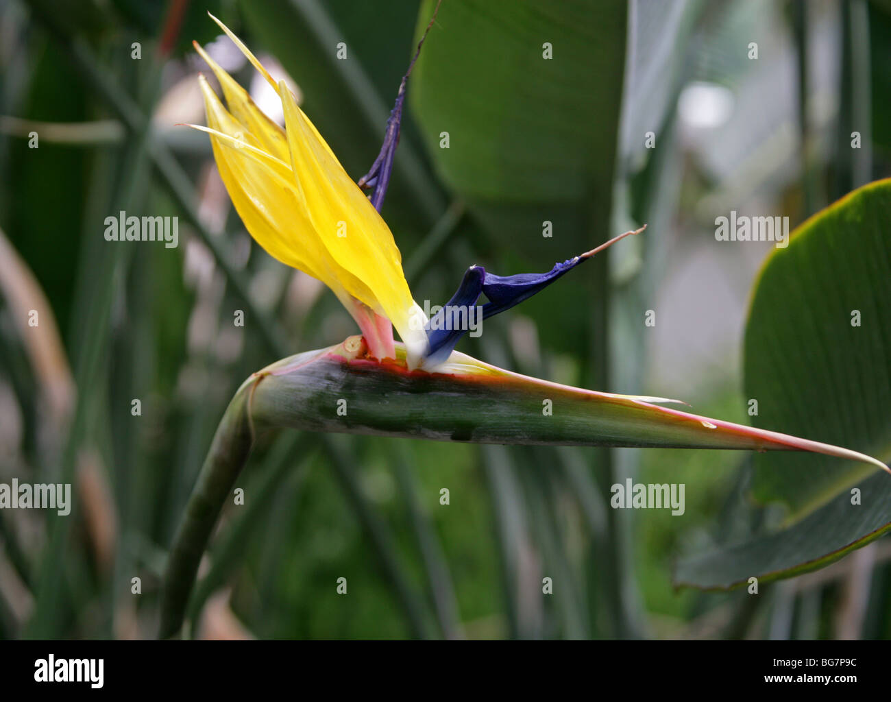 Strelitzie, gru fiore o uccello del paradiso, Strelitzia reginae Kirstenbosh "Oro", Strelitziaceae, Sud Africa Foto Stock