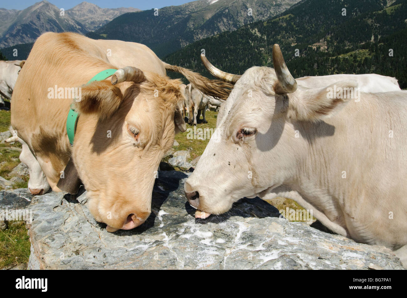 Le vacche viene offerto il comune sale da tavola in estate nei pascoli alti della gamma dei Pirenei, Spagna Foto Stock