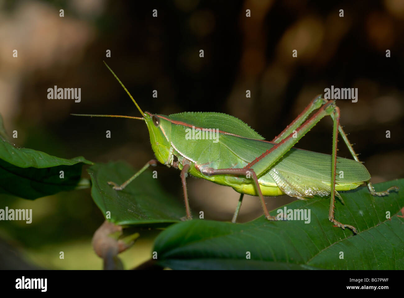 Grasshopper - la foresta pluviale amazzonica Foto Stock