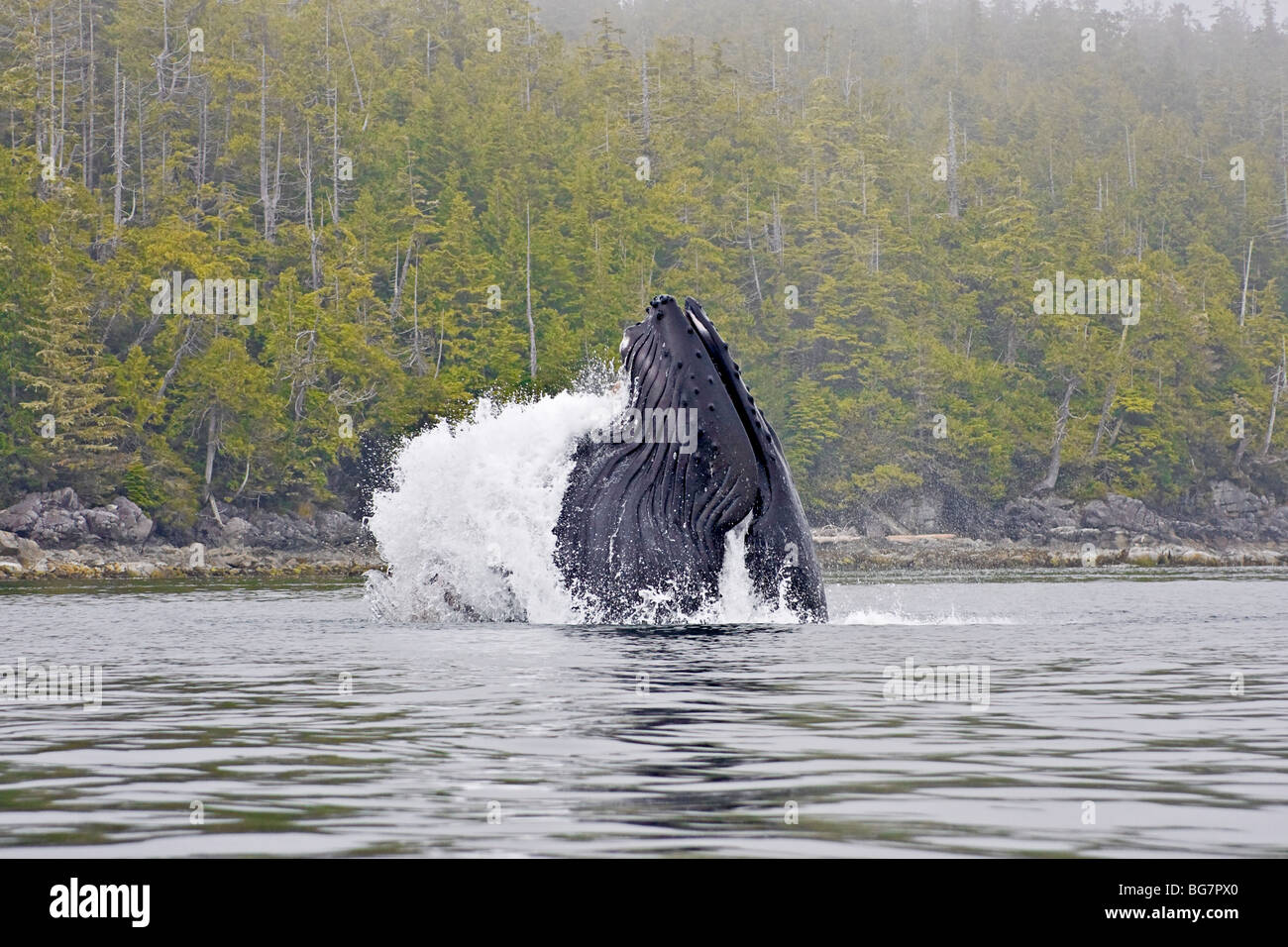 30 ton Humpback Whale (, Megaptera novaeangliae) salta da acqua mentre si alimenta su piccoli baitfish fuori dall'Isola di Vancouver, Canada Foto Stock