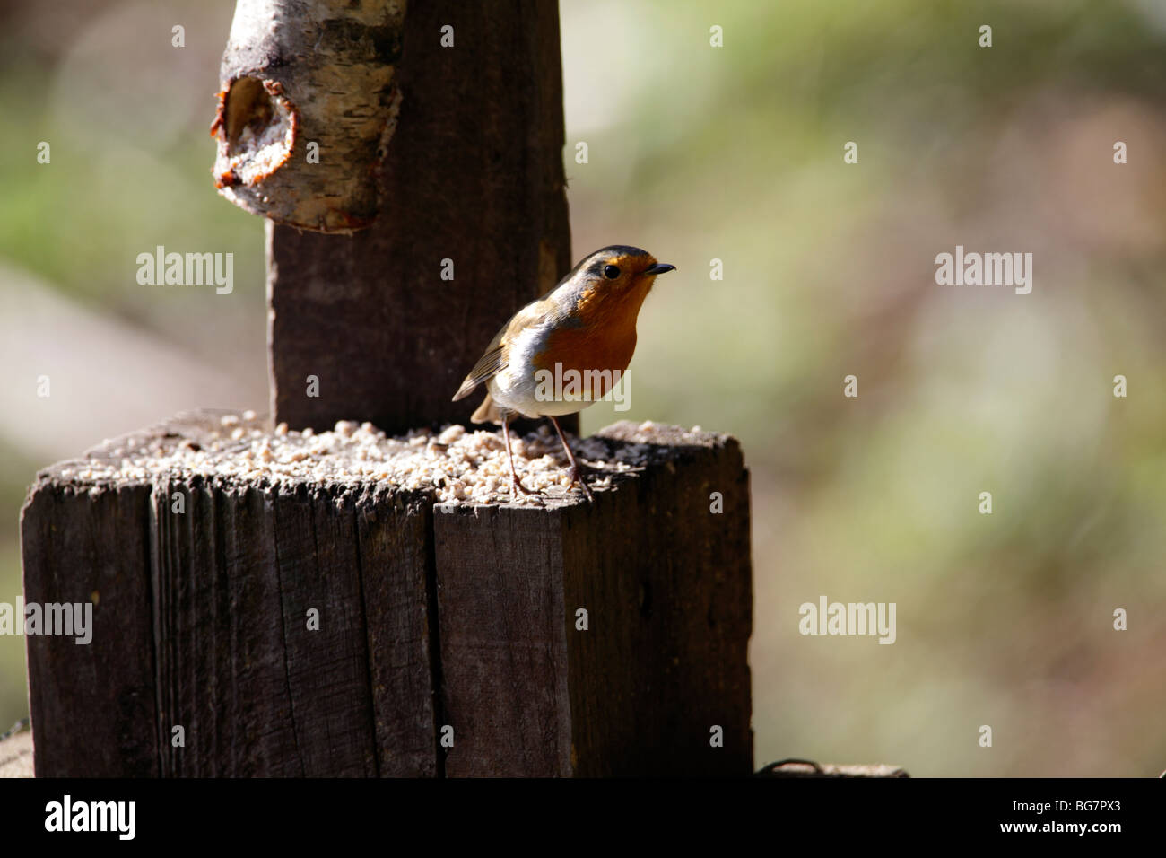 Robin (Erithacus rubecula), Potteric Carr riserva naturale vicino a Doncaster, Maggio 2009 Foto Stock