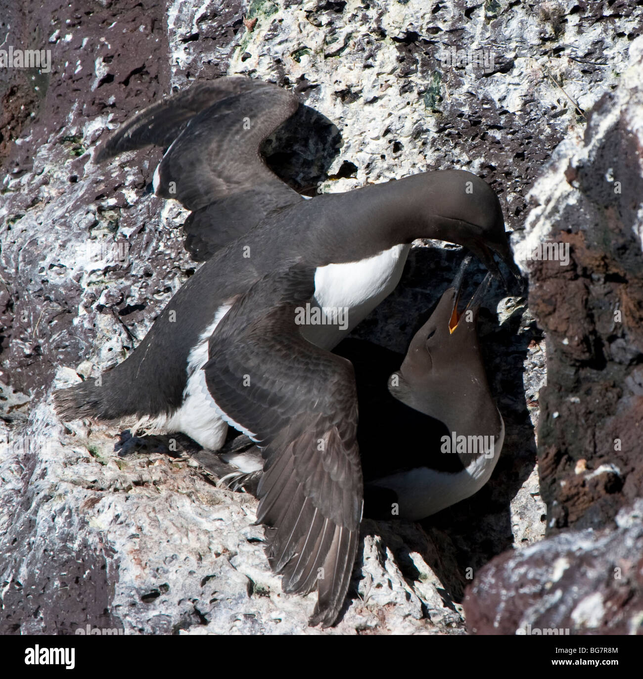 Comune di guillemots, Uria aalge coniugata, Snaefellsnes peninsula, Islanda Foto Stock