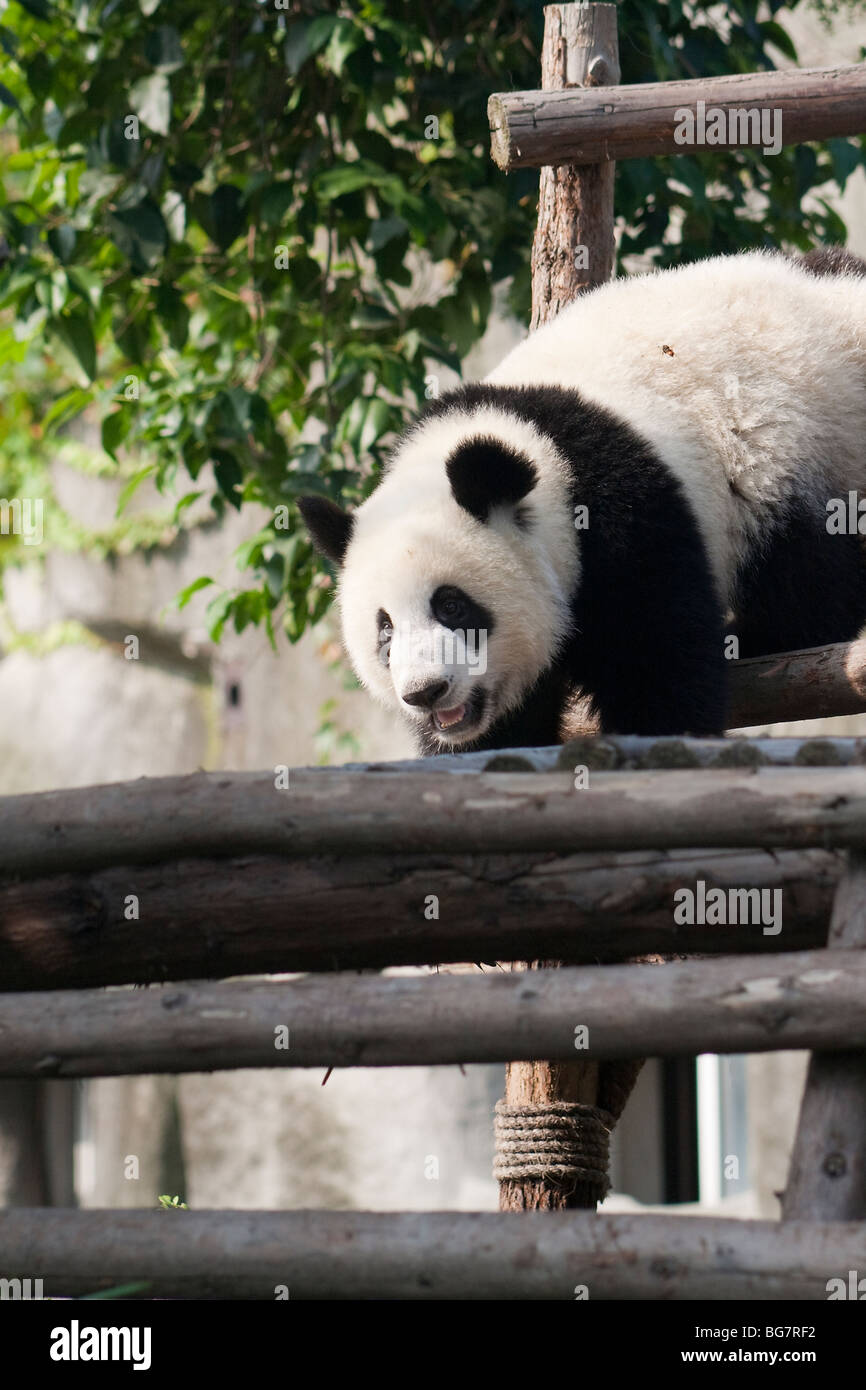 Panda gigante a Chengdu Research Base del Panda Gigante Allevamento Foto Stock