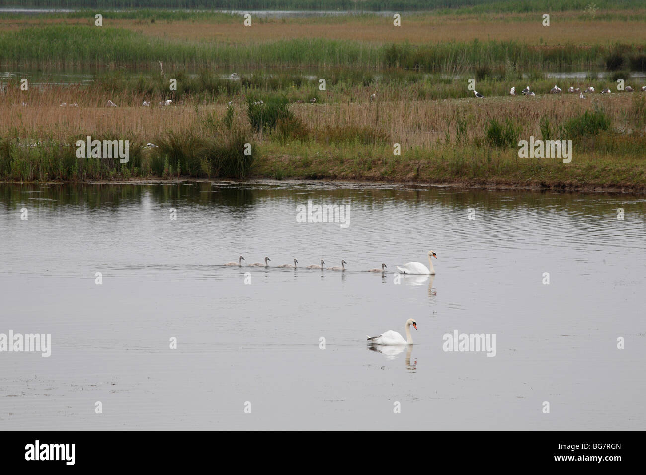 Cigno Famiglia, Potteric Carr Riserva Naturale, vicino Doncastr, Maggio 2009 Foto Stock