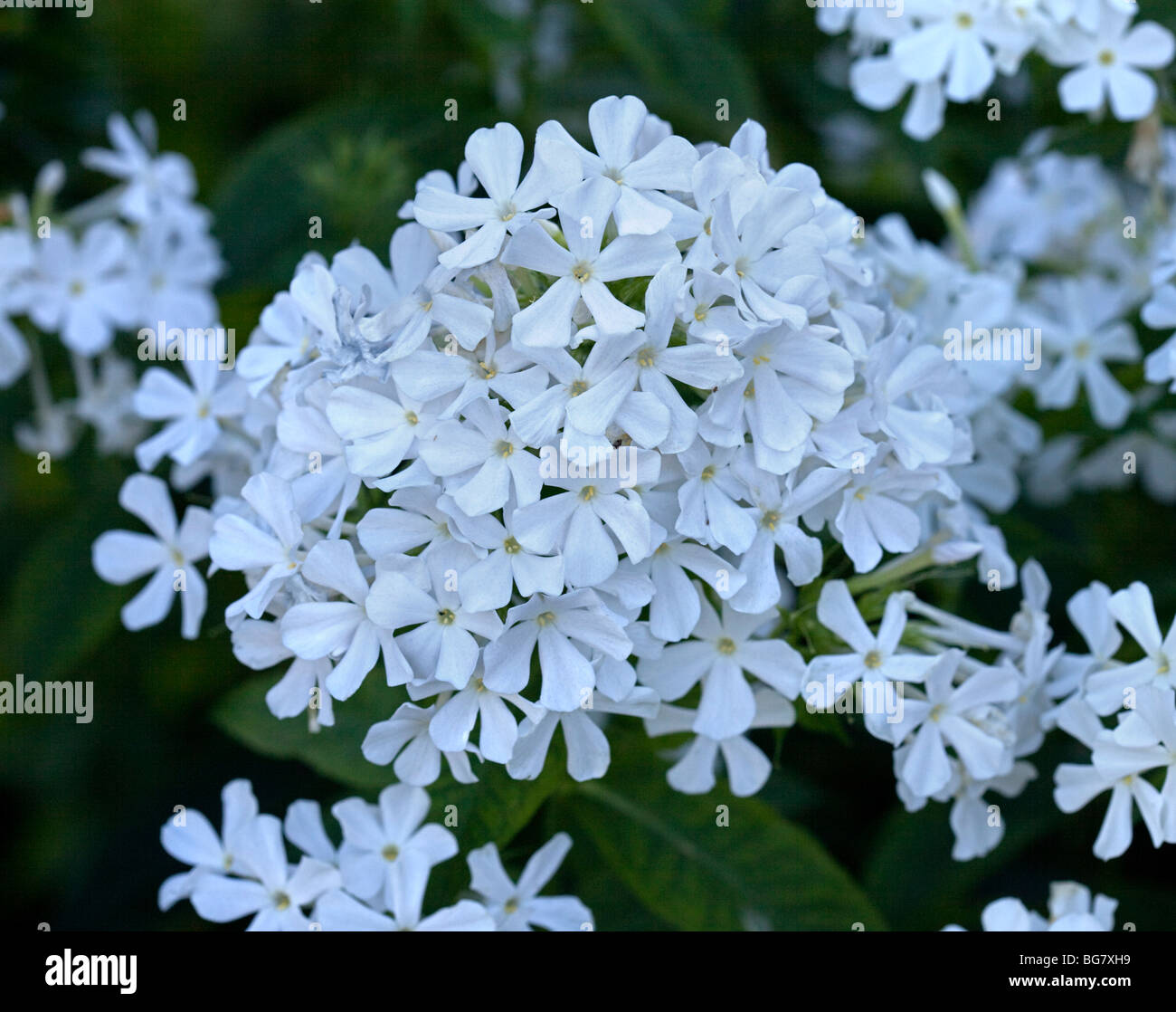 Phlox Paniculata White Admiral Foto Stock