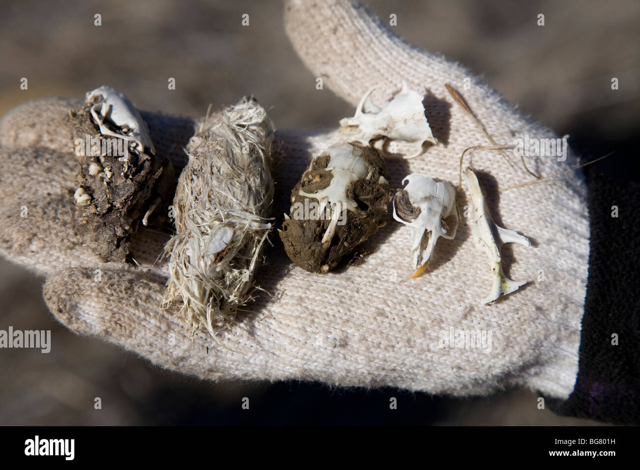 Owl scat trovato in California's Carrizo Plain monumento nazionale. Foto Stock