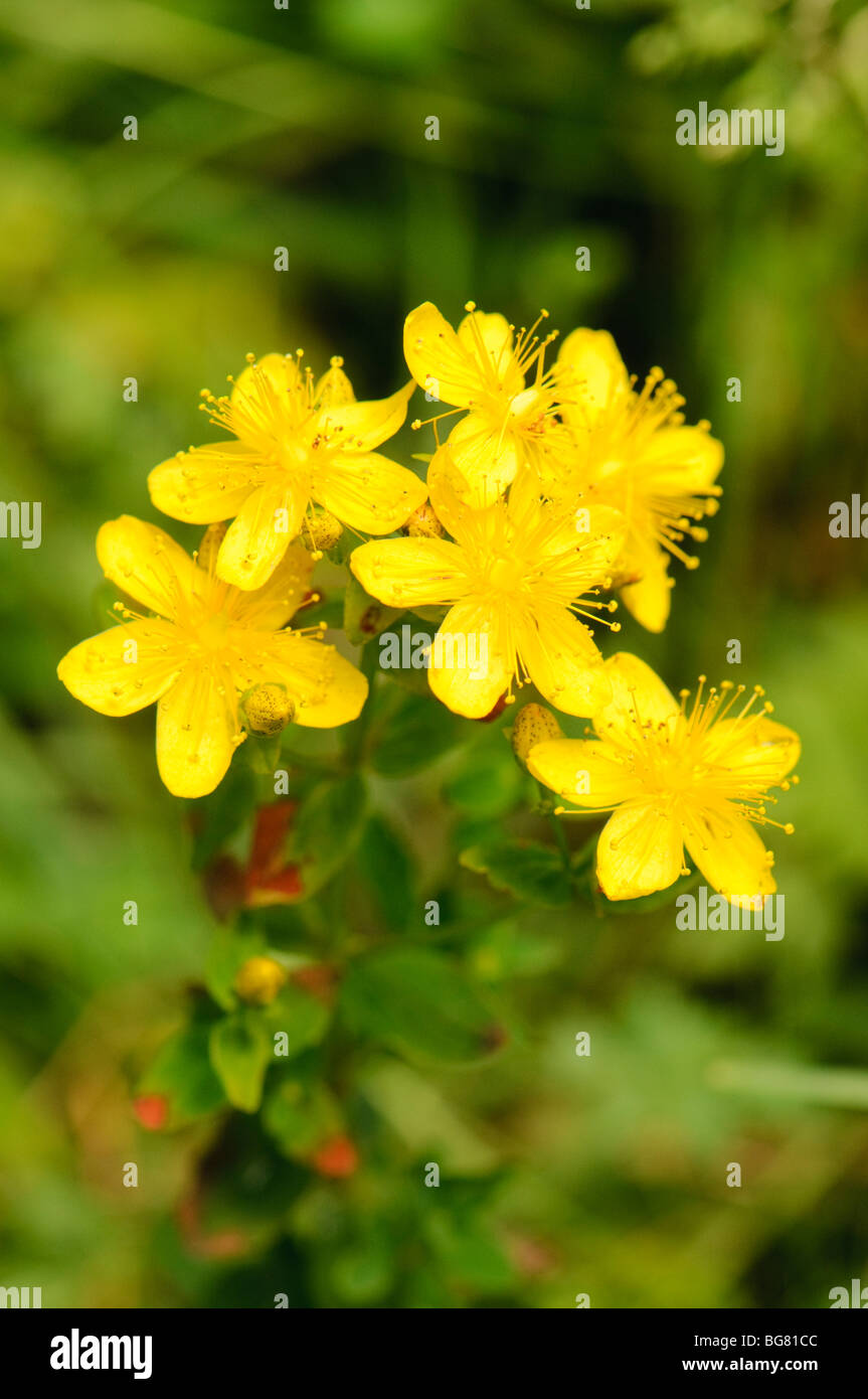 Millefiori di Montagna Dei Pirenei Foto Stock