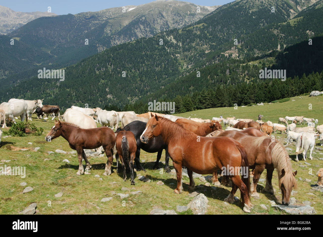I cavalli in i pascoli alti dei Pirenei gamma con Gra de Fajol mountain in background, Spagna Foto Stock
